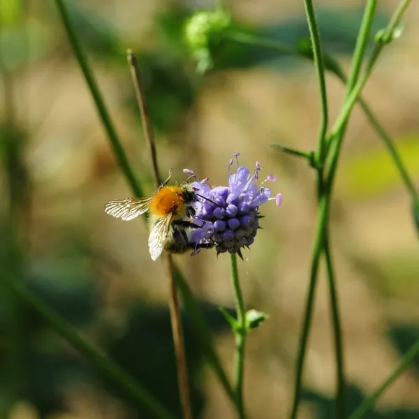 Bourdon butinant une scabieuse dans les prairies de la vallée du Cens