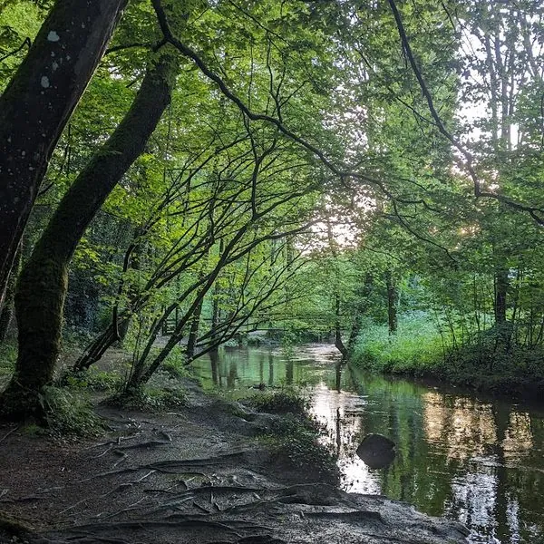 Berges naturelles du Cens avec réseau de racines, habitat aquatique préservé